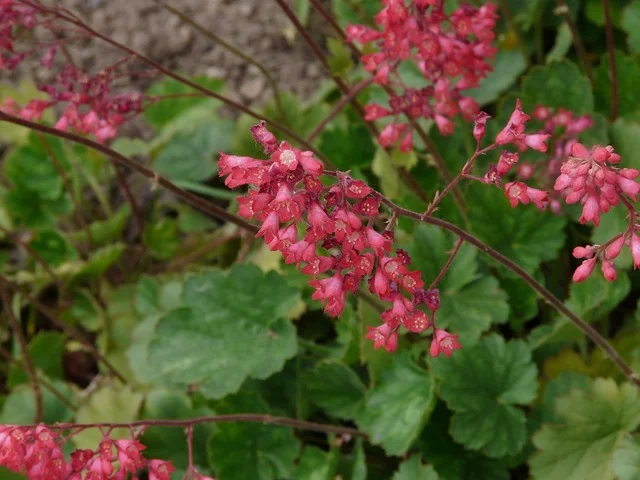 Coral Bells violet bells flowering purple bells Coral Bells (Heuchera spp.) fine gardening