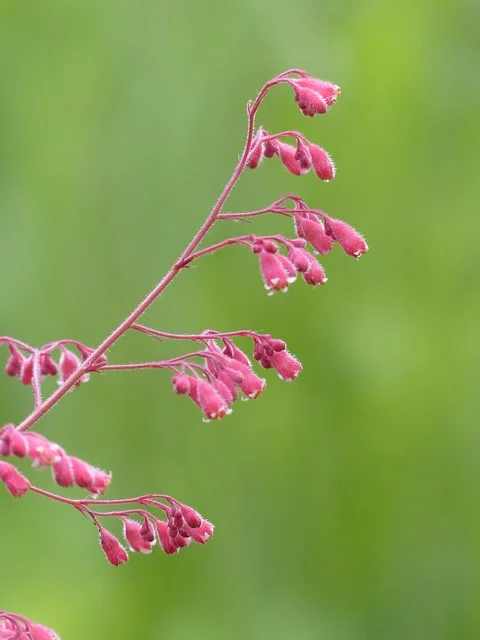 Coral Bells violet bells flowering purple bells (Heuchera spp.) gardening