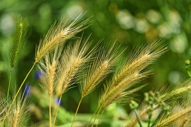 weeds fine gardening fine-gardening foxtail barley