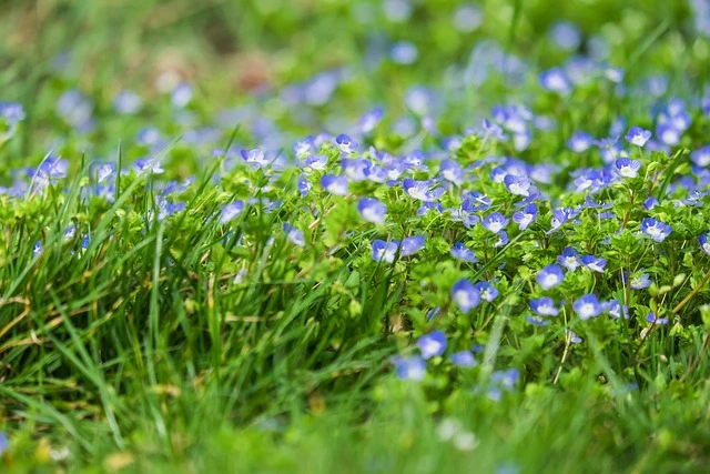 weeds fine gardening fine-gardening persian honor award