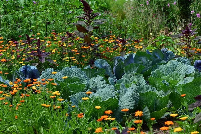 white cabbage rotation fine-gardening fine gardening