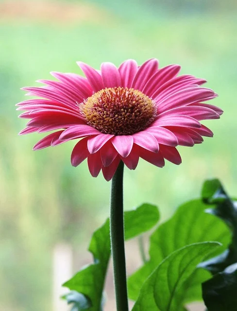 Shasta Daisy daisy fine-gardening-fine-gardening