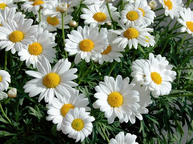 Shasta Daisy fine-gardening-fine-gardening