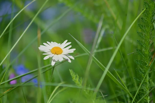 Shasta Daisy marguerite fine-gardening-fine-gardening