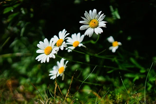 plants Shasta Daisy rough-meadow-marguerite fine-gardening-fine-gardening