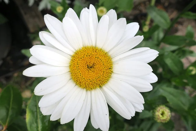 Shasta Daisy white-flower fine-gardening-fine-gardening