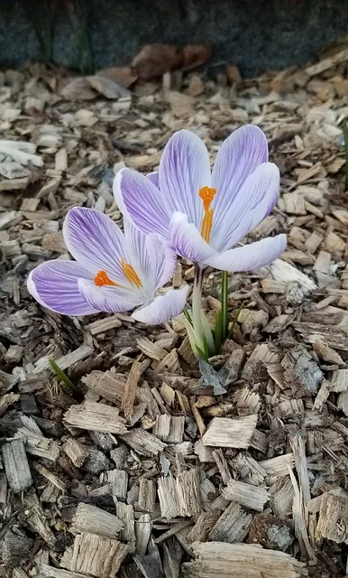 mulch crocus use mulch fine-gardening fine gardening