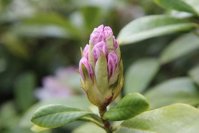 rhododendron fine-gardening fine gardening