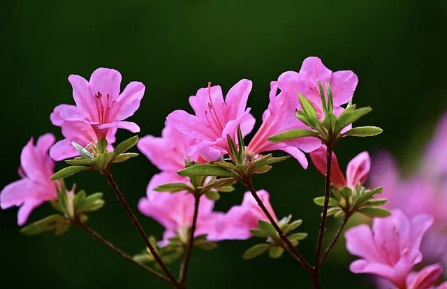 rhododendron fine-gardening fine gardening