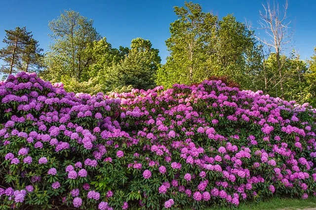 rhododendron fine-gardening fine gardening