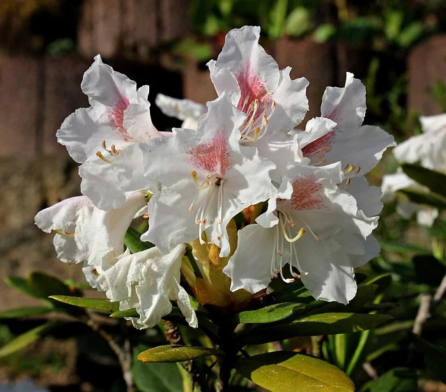 rhododendron fine-gardening fine gardening