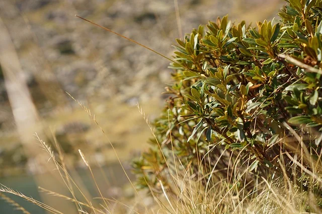 rhododendron rust-leaved-alpine-rose fine-gardening fine gardening