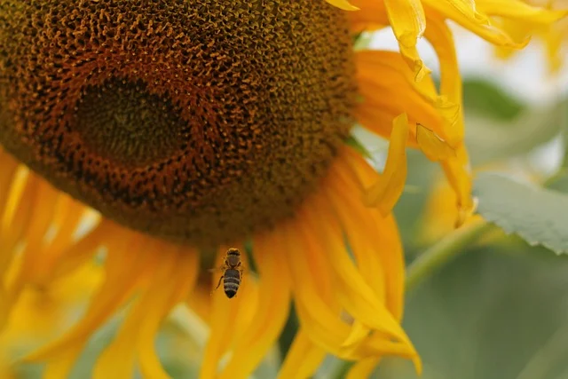 Spoon of Sugar  Pollinators bees  butterflies fine-gardening