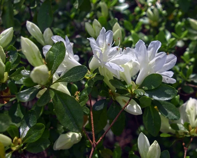 Coffee Grounds in the Garden