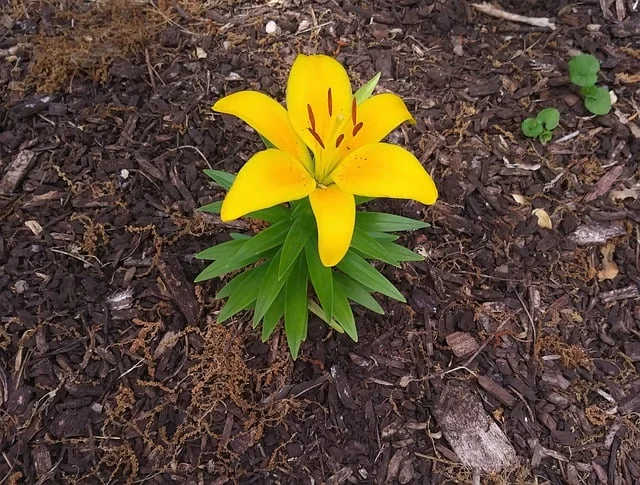 mulch yellow use mulch fine-gardening fine gardening